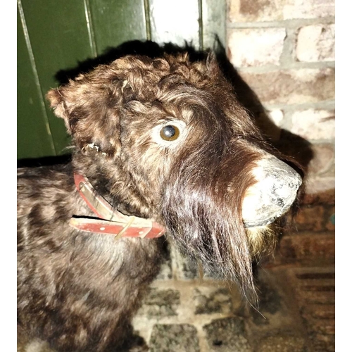 535 - ± Miss Vaughton's Sweet Shop An old Taxidermy Stuffed Dog An old Taxidermy stuffed Dog - Irish Terri... 