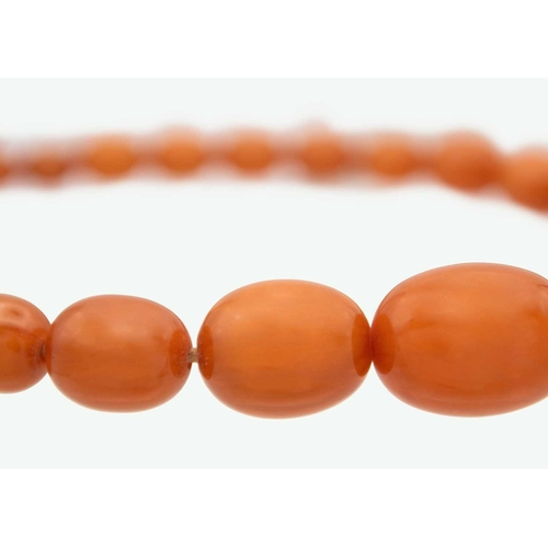 171 - A graduated butterscotch 'amber' style necklace. The oval beads are 8mm-23mm, forty-nine beads, scre... 
