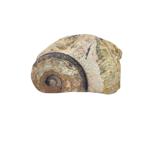 58 - A collection of fossils. To include a large Harpoceras, and various other ammonite genera labelled w... 