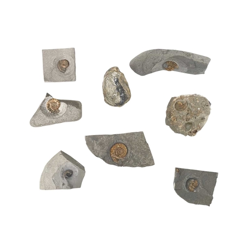 58 - A collection of fossils. To include a large Harpoceras, and various other ammonite genera labelled w... 