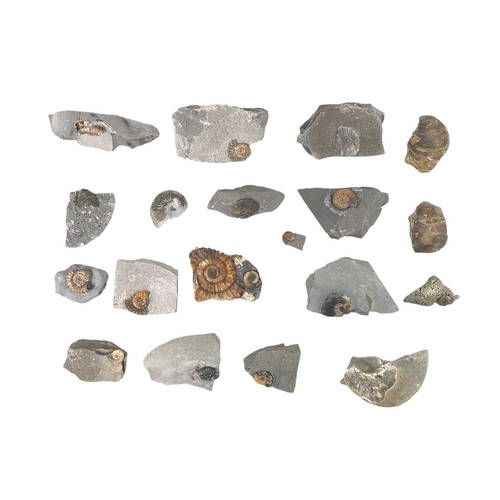 58 - A collection of fossils. To include a large Harpoceras, and various other ammonite genera labelled w... 