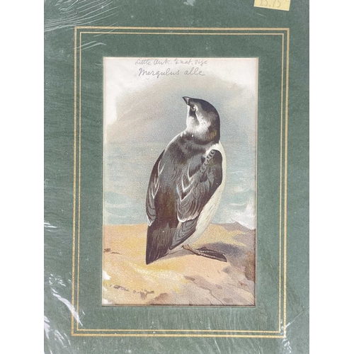 412 - (Ephemera) 'Seven or Fourteen Days in Ireland. On Friday, August 25th, 1871, A Cheap Excursion....Du... 