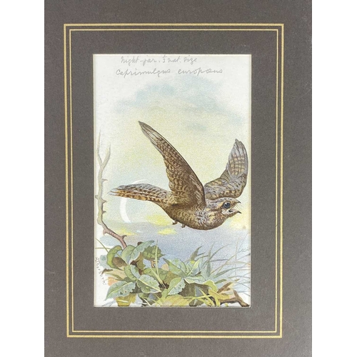 412 - (Ephemera) 'Seven or Fourteen Days in Ireland. On Friday, August 25th, 1871, A Cheap Excursion....Du... 