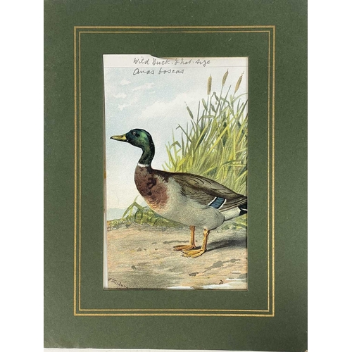 412 - (Ephemera) 'Seven or Fourteen Days in Ireland. On Friday, August 25th, 1871, A Cheap Excursion....Du... 