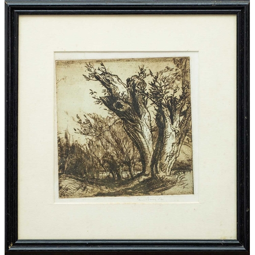 203 - § Frank BRANGWYN (1867-1956) Tree Study Etching on paper signed, plate 18cm x 18cm, framed 34cm x 33... 