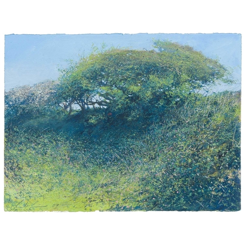 216 - § Paul LEWIN (1967) May Hawthorn Penberth (2009) Mixed media on paper, signed and dated '09, 57 x 76... 