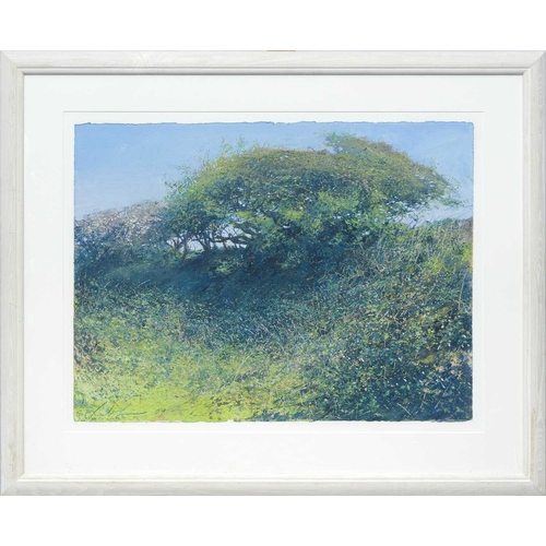 216 - § Paul LEWIN (1967) May Hawthorn Penberth (2009) Mixed media on paper, signed and dated '09, 57 x 76... 
