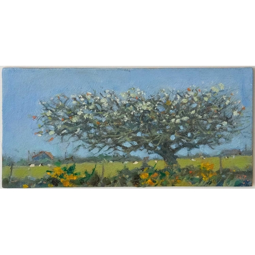 Lot 29        