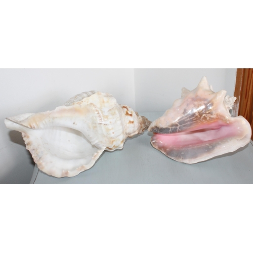 11 - Two Large Sea Shells
Largest-30cm Long
All Proceeds Go To Charity