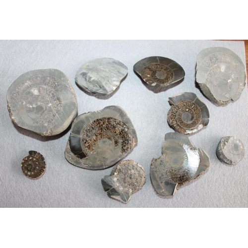 19 - Collection Of Ammonite Fossils plus Others