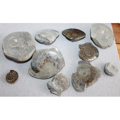 19 - Collection Of Ammonite Fossils plus Others