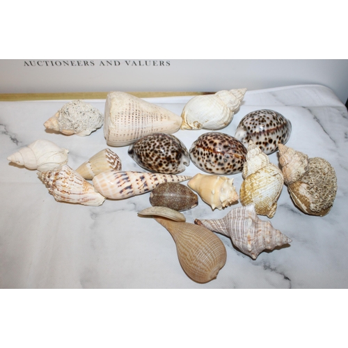 56 - Quantity of Old Seashells