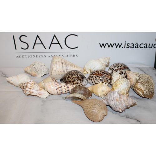 56 - Quantity of Old Seashells