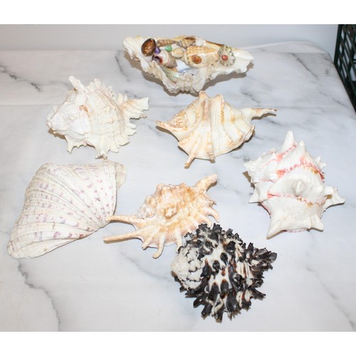 57 - Quantity of Old Seashells