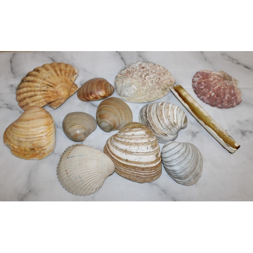 59 - Quantity of Old Seashells