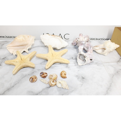 99 - Quantity of Collectable Seashells and Starfish - Largest Measuring 23cm ( From Jewellery Shop Displa... 