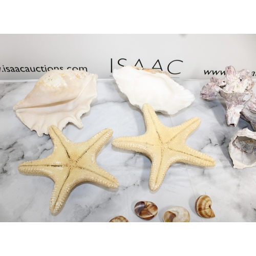 99 - Quantity of Collectable Seashells and Starfish - Largest Measuring 23cm ( From Jewellery Shop Displa... 