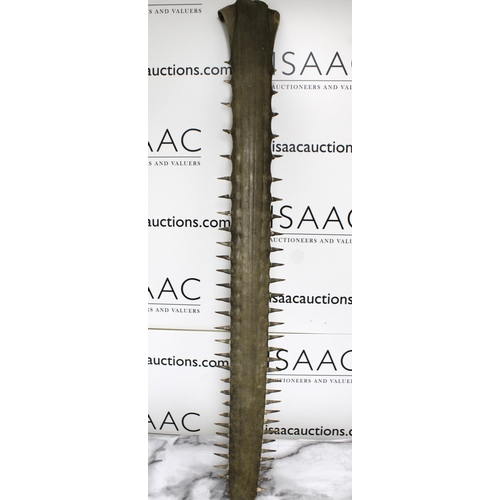 52 - Original Sawfish Rostrum Height-104cm
Collection Only