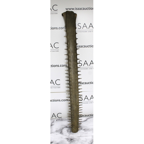 52 - Original Sawfish Rostrum Height-104cm
Collection Only