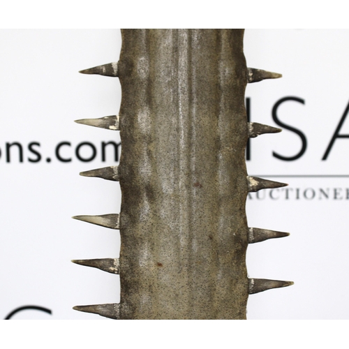 52 - Original Sawfish Rostrum Height-104cm
Collection Only