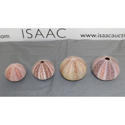 58 - Four Sea Urchin Shells
Collection Only