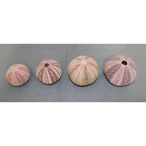 58 - Four Sea Urchin Shells
Collection Only