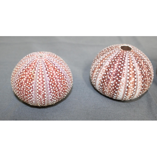 58 - Four Sea Urchin Shells
Collection Only