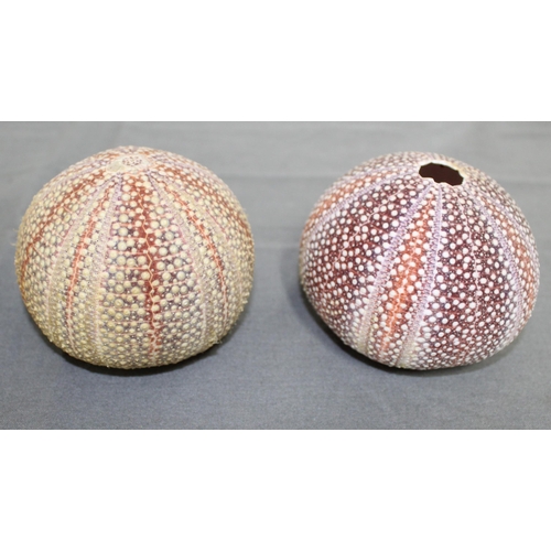 58 - Four Sea Urchin Shells
Collection Only