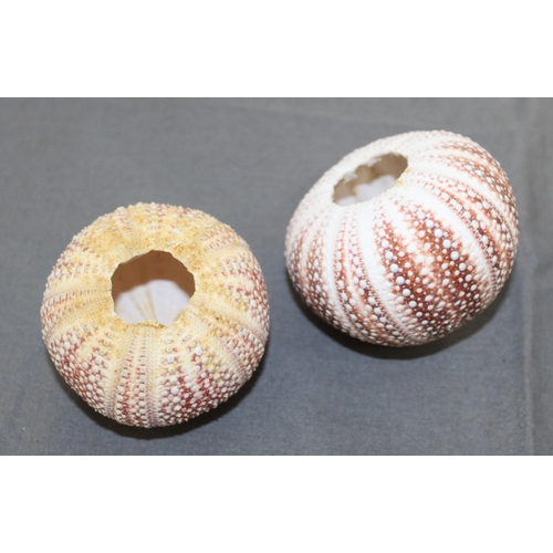 58 - Four Sea Urchin Shells
Collection Only