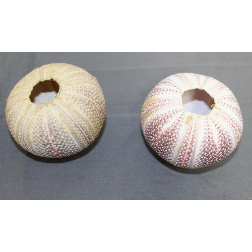 58 - Four Sea Urchin Shells
Collection Only