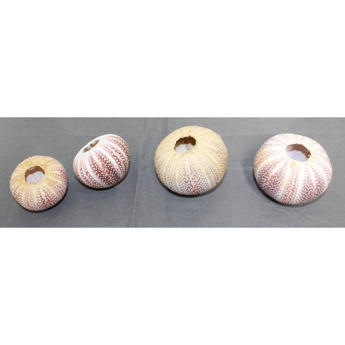 45 - Four Sea Urchin Shells
Collection Only