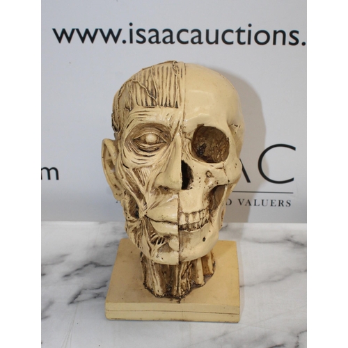 148 - Four Collectable Skulls 
Tallest-23cm
COLLECTION ONLY