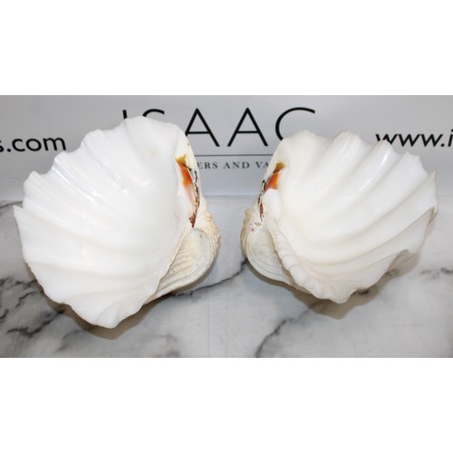 155 - Large Giant Clam Shell In Two Halves length 28cm
COLLECTION ONLY