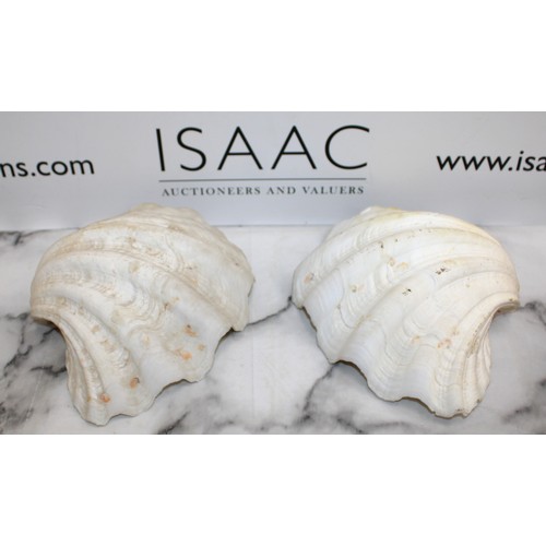 155 - Large Giant Clam Shell In Two Halves length 28cm
COLLECTION ONLY