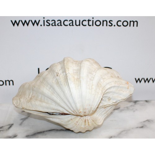 155 - Large Giant Clam Shell In Two Halves length 28cm
COLLECTION ONLY