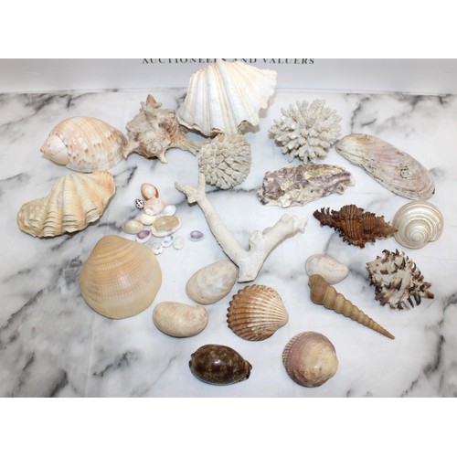 167 - Selection Of Shells/Coral Etc