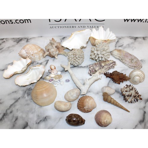 167 - Selection Of Shells/Coral Etc