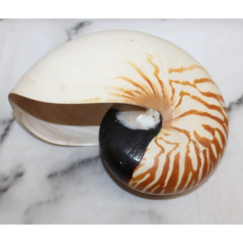 169 - Large Nautilus Shell & Conus Betulinus Shell