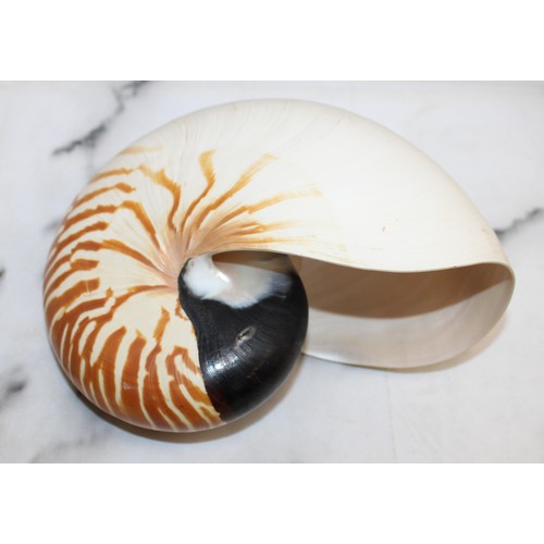 169 - Large Nautilus Shell & Conus Betulinus Shell