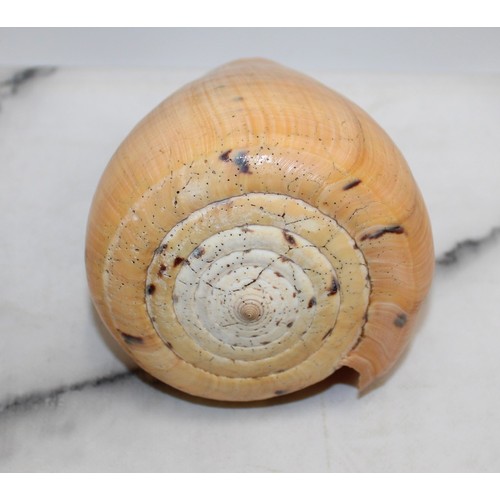 169 - Large Nautilus Shell & Conus Betulinus Shell