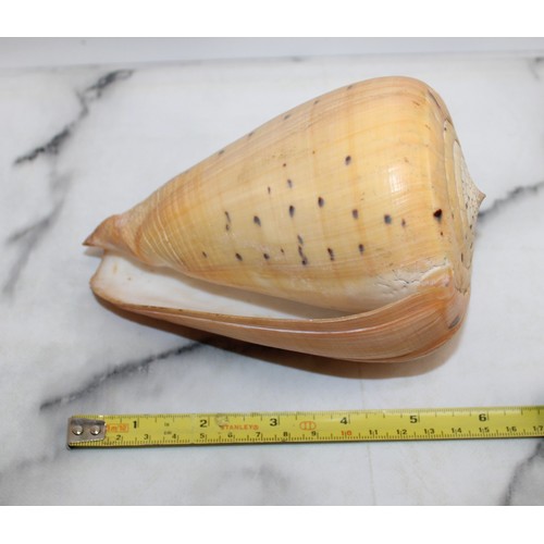 169 - Large Nautilus Shell & Conus Betulinus Shell