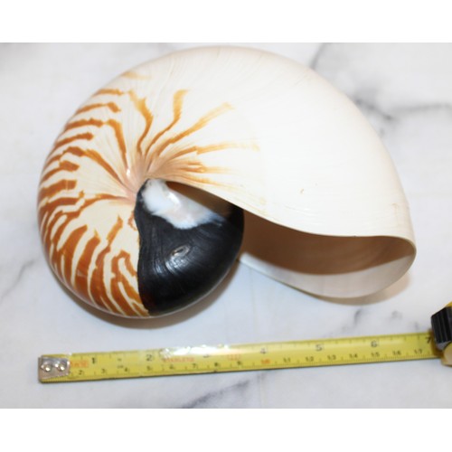 169 - Large Nautilus Shell & Conus Betulinus Shell