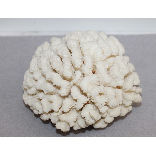 173 - Large White Brain Coral