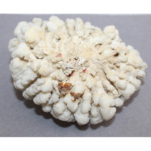 173 - Large White Brain Coral