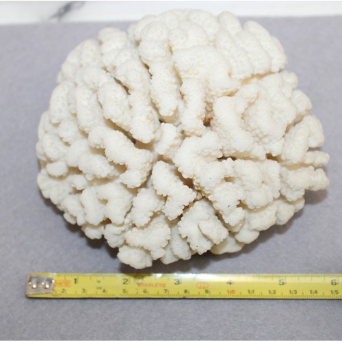 173 - Large White Brain Coral