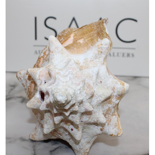 123 - A Large Natural Conch Sea Shell W:18cm L:25cm