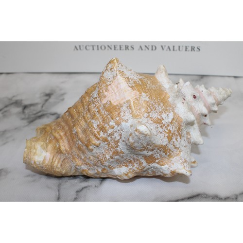 123 - A Large Natural Conch Sea Shell W:18cm L:25cm