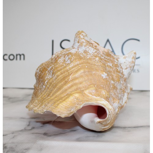 123 - A Large Natural Conch Sea Shell W:18cm L:25cm