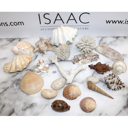 53 - Selection Of Shells/Coral Etc