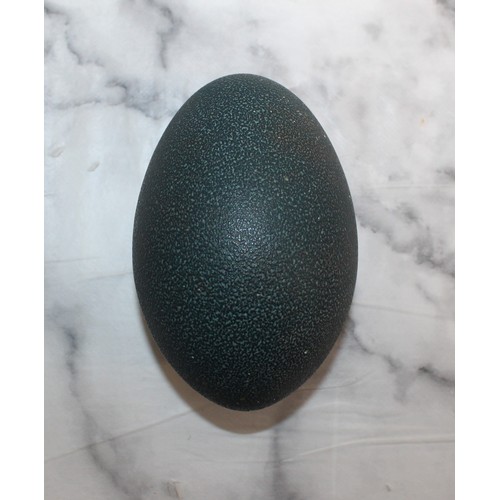 285 - Emu Egg
Height 13cm
COLLECTION ONLY